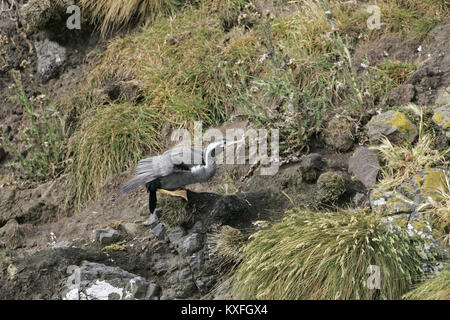 Spotted shag Leucocarbo punctatus des profils décollant de falaise rocheuse ledge New Zealand Banque D'Images