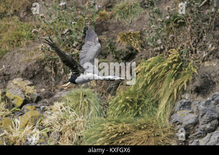 Spotted shag Leucocarbo punctatus des profils décollant de falaise rocheuse ledge New Zealand Banque D'Images