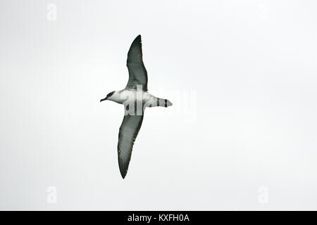 Great shearwater Puffinus gravis en vol Iles Falkland Banque D'Images