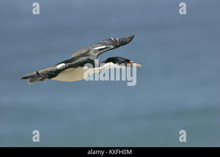 Shag Leucocarbo atriceps impériale en vol au dessus de la colonie de nidification des îles Falkland Banque D'Images
