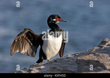 Rock shag Phalacrocorax magellanicus wing-séchage plus sombres des îles Falkland Island Banque D'Images