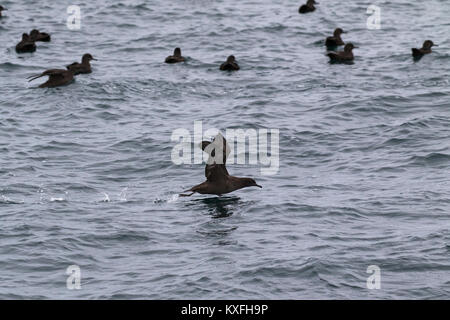 Puffin fuligineux (Puffinus griseus troupeau au large de l'Île du rein, des îles Malouines dans l'océan Atlantique Sud Banque D'Images