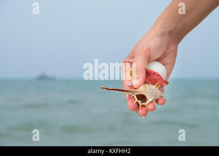 De nombreux coquillages sur woman's hands par la mer. Banque D'Images