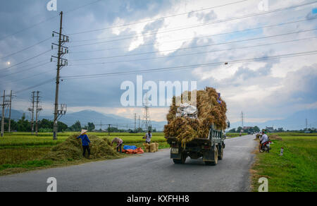 Moc Chau, Vietnam - Mai 27, 2016. Les gens de la récolte du riz à Moc Chau, au Vietnam. Moc Chau est un district rural de Son La Province dans la région du Nord-Ouest Banque D'Images