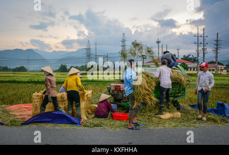 Moc Chau, Vietnam - Mai 27, 2016. Les gens de la récolte du riz sur terrain à Moc Chau, au Vietnam. Moc Chau est un district rural de la Province de Son La dans le Northwe Banque D'Images