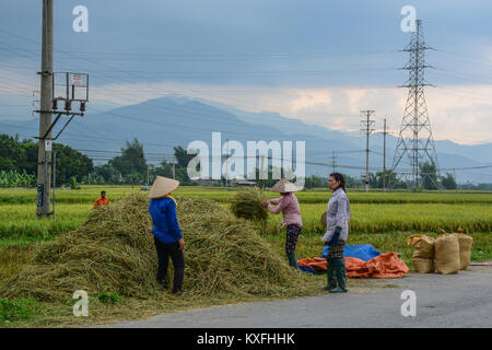 Moc Chau, Vietnam - Mai 27, 2016. Les agriculteurs de la récolte du riz à Moc Chau, au Vietnam. Moc Chau est un district rural de la Province de Son La dans le nord-ouest de regio Banque D'Images