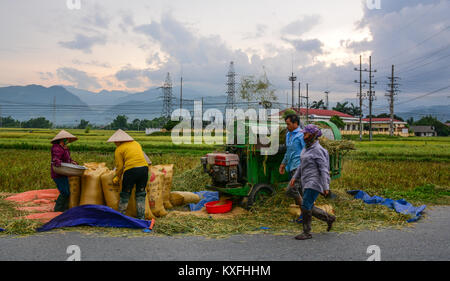 Moc Chau, Vietnam - Mai 27, 2016. Les agriculteurs de la récolte du riz sur terrain à Moc Chau, au Vietnam. Moc Chau est un district rural de la Province de Son La dans le ra pport Banque D'Images