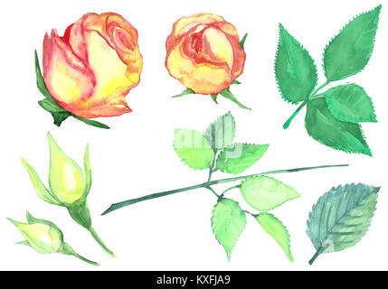 Collection de boutons de roses avec des feuilles. Aquarelle série de fleurs et de feuilles. Motif isolé sur un fond blanc. Illustration faite à la main. Banque D'Images