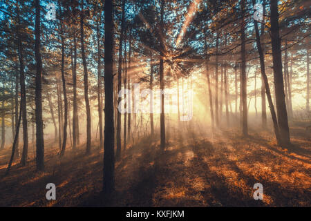 Rayons de soleil pour l'intermédiaire d'arbres dans la forêt brumeuse. Banque D'Images