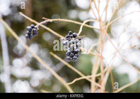 Les baies du chokeberry Aronia sur les branches en hiver. Banque D'Images