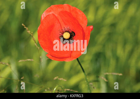 Papaver rhoeas coquelicot en commun, champ de blé Banque D'Images