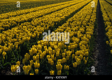 Plein champ de tulipes jaunes. Banque D'Images