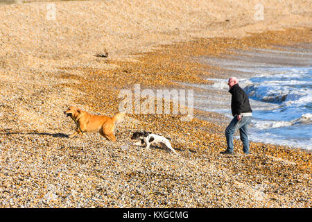 Lyme Regis, dans le Dorset, UK. 10 janvier 2018. Météo britannique. Les promeneurs de chiens sur la plage profitant du ciel bleu et soleil d'hiver chaud à Lyme Regis dans le Dorset. Crédit photo : Graham Hunt/Alamy Live News. Banque D'Images