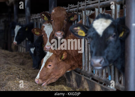 Neunkirchen-Seelscheid, Allemagne. 05Th Jan, 2018. Agriculteur Marcel Andree's farmer dans une stalle à Neunkirchen-Seelscheid, Allemagne, 08 janvier 2018. Rhénanie du Nord-Westphalie État de l'Association des Producteurs laitiers a fait une déclaration sur la situation financière des agriculteurs, le 10 janvier 2018. Credit : Rainer Jensen/dpa/Alamy Live News Banque D'Images