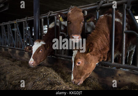 Neunkirchen-Seelscheid, Allemagne. 05Th Jan, 2018. Agriculteur Marcel Andree's farmer dans une stalle à Neunkirchen-Seelscheid, Allemagne, 08 janvier 2018. Rhénanie du Nord-Westphalie État de l'Association des Producteurs laitiers a fait une déclaration sur la situation financière des agriculteurs, le 10 janvier 2018. Credit : Rainer Jensen/dpa/Alamy Live News Banque D'Images