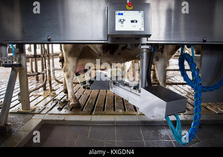 Neunkirchen-Seelscheid, Allemagne. 05Th Jan, 2018. Une vache laitière être traite avec un robot de traite par agriculteur Marcel Andree à Neunkirchen-Seelscheid, Allemagne, 08 janvier 2018. Rhénanie du Nord-Westphalie État de l'Association des Producteurs laitiers a fait une déclaration sur la situation financière des agriculteurs, le 10 janvier 2018. Credit : Rainer Jensen/dpa/Alamy Live News Banque D'Images