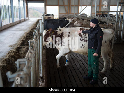 Neunkirchen-Seelscheid, Allemagne. 05Th Jan, 2018. Agriculteur Marcel Andree conduisant une vache d'une machine à traire en Neunkirchen-Seelscheid, Allemagne, 08 janvier 2018. Rhénanie du Nord-Westphalie État de l'Association des Producteurs laitiers a fait une déclaration sur la situation financière des agriculteurs, le 10 janvier 2018. Credit : Rainer Jensen/dpa/Alamy Live News Banque D'Images