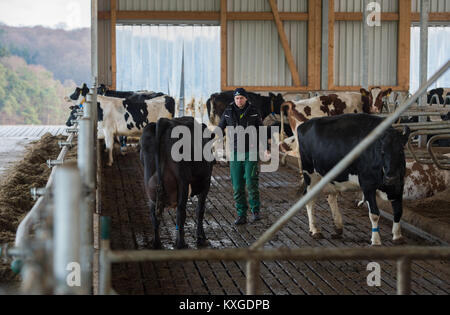 Neunkirchen-Seelscheid, Allemagne. 05Th Jan, 2018. Agriculteur Marcel Andree conduisant une vache d'une machine à traire en Neunkirchen-Seelscheid, Allemagne, 08 janvier 2018. Rhénanie du Nord-Westphalie État de l'Association des Producteurs laitiers a fait une déclaration sur la situation financière des agriculteurs, le 10 janvier 2018. Credit : Rainer Jensen/dpa/Alamy Live News Banque D'Images