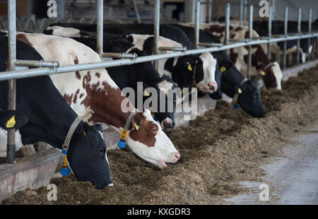 Neunkirchen-Seelscheid, Allemagne. 05Th Jan, 2018. Agriculteur Marcel Andree's vaches mangent de l'herbe d'ensilage dans une grange à Neunkirchen-Seelscheid, Allemagne, 08 janvier 2018. Rhénanie du Nord-Westphalie État de l'Association des Producteurs laitiers a fait une déclaration sur la situation financière des agriculteurs, le 10 janvier 2018. Credit : Rainer Jensen/dpa/Alamy Live News Banque D'Images