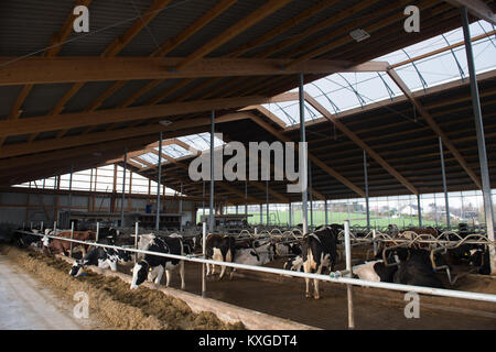 Neunkirchen-Seelscheid, Allemagne. 05Th Jan, 2018. Agriculteur Marcel Andree's farmer dans une stalle à Neunkirchen-Seelscheid, Allemagne, 08 janvier 2018. Rhénanie du Nord-Westphalie État de l'Association des Producteurs laitiers a fait une déclaration sur la situation financière des agriculteurs, le 10 janvier 2018. Credit : Rainer Jensen/dpa/Alamy Live News Banque D'Images