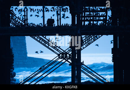 Pays de Galles Aberystwyth UK, mercredi 10 janvier 2018 UK Weather : Comme la lumière bleue du crépuscule Janvier Aberystwyth au Pays de Galles, enveloppe et les vagues briser contre le rivage, les volées d'étourneaux petit retour de leurs aires d'alimentation, un vol en se percher au-dessous de la ville, les oiseaux de mer pier distinctif se serrent fermement ensemble pour la chaleur, la sécurité et la compagnie du jour au lendemain, broutement fort qu'ils occupent chaque pouce de la forêt de poutres et chevrons sous le plancher de la jetée. Crédit photo : Keith Morris/Alamy Live News Banque D'Images