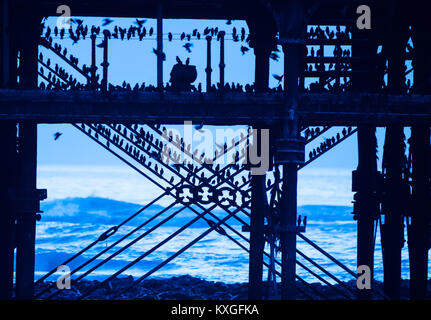 Pays de Galles Aberystwyth UK, mercredi 10 janvier 2018 UK Weather : Comme la lumière bleue du crépuscule Janvier Aberystwyth au Pays de Galles, enveloppe et les vagues briser contre le rivage, les volées d'étourneaux petit retour de leurs aires d'alimentation, un vol en se percher au-dessous de la ville, les oiseaux de mer pier distinctif se serrent fermement ensemble pour la chaleur, la sécurité et la compagnie du jour au lendemain, broutement fort qu'ils occupent chaque pouce de la forêt de poutres et chevrons sous le plancher de la jetée. Crédit photo : Keith Morris/Alamy Live News Banque D'Images