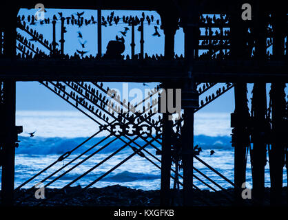 Pays de Galles Aberystwyth UK, mercredi 10 janvier 2018 UK Weather : Comme la lumière bleue du crépuscule Janvier Aberystwyth au Pays de Galles, enveloppe et les vagues briser contre le rivage, les volées d'étourneaux petit retour de leurs aires d'alimentation, un vol en se percher au-dessous de la ville, les oiseaux de mer pier distinctif se serrent fermement ensemble pour la chaleur, la sécurité et la compagnie du jour au lendemain, broutement fort qu'ils occupent chaque pouce de la forêt de poutres et chevrons sous le plancher de la jetée. Crédit photo : Keith Morris/Alamy Live News Banque D'Images
