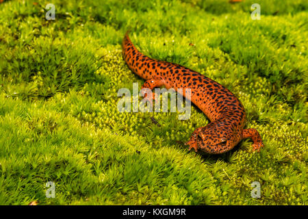 Une Salamandre rouge monter sur un lit de mousse. Banque D'Images