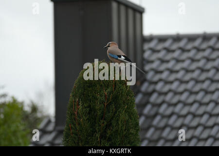 Photographie prise le 4 janvier 2015 d'un geai eurasien (Garrulus glandarius) à Neustadt Weinstraße, Allemagne. L'oiseau est identifié par sa coloration et ses marques distinctives. Banque D'Images