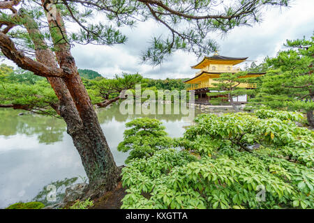 Le JAPON, KYOTO- 7 juin 2015 : Temple Kinkakuji (Pavillon d'or) derrière l'arbre, le célèbre temple bouddhiste Zen à Kyoto, Japon Banque D'Images