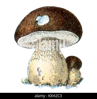 Adolphe Millot champignons-pour tous-fixe (44) Banque D'Images