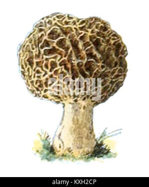 Adolphe Millot champignons-pour tous-fixe (58) Banque D'Images