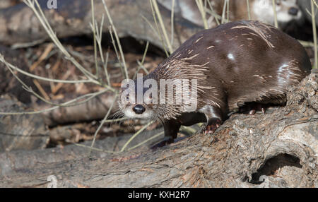 Portrait de l'Amérique du Nord humide loutre de rivière (Lontra canadensis) isolé dans sunshine le journal, tout son corps en vue, regardant fixement, une sœur en arrière-plan. Banque D'Images