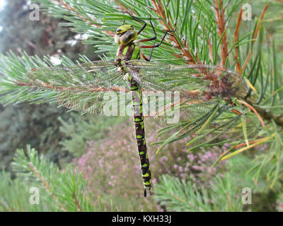 Une libellule femelle de Hawker du Sud (Aeshna cyanea) photographiée à Gennep, aux pays-Bas, mettant en évidence sa coloration, son profil des ailes et son habitat naturel. Banque D'Images