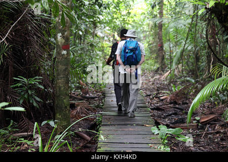 L'observation de la faune au parc national de Bako au Sarawak Banque D'Images