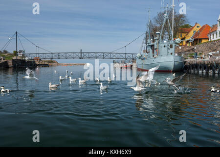 Les Eiders et les Goélands argentés dans le Port avec passerelle entre Christiansø et Frederiksø, Ertholmene, Bornholm, Danemark Banque D'Images