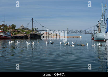 Les Eiders et les Goélands argentés dans le Port avec passerelle entre Christiansø et Frederiksø, Ertholmene, Bornholm, Danemark Banque D'Images