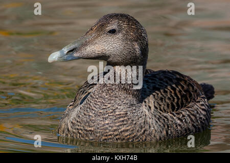 L'Eider à duvet (Somateria mollissima), femme, Anatidae Banque D'Images