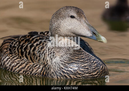 L'Eider à duvet (Somateria mollissima), femme, Anatidae Banque D'Images