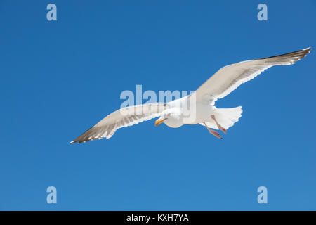 Un goéland marin (Larus marinus) vole dans Ciel bleu sur la côte de l'Oregon. Banque D'Images