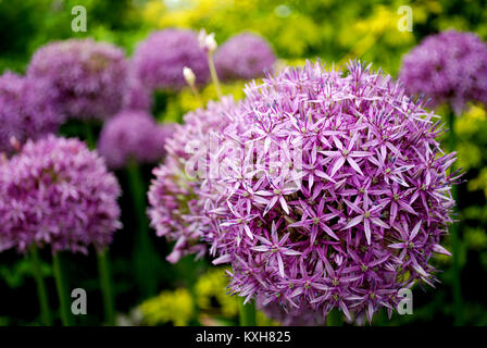 L'Oignon Allium ornementales Banque D'Images