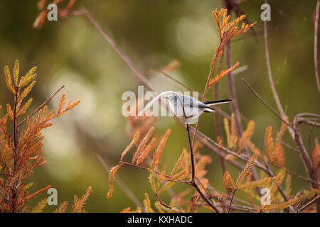 Gray catbird Dumetella carolinensis perché sur un arbre de Naples, en Floride en hiver. Banque D'Images