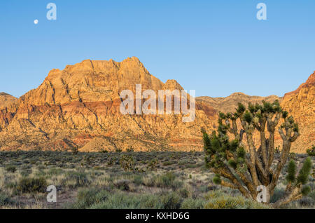 Vue sur la roche rouge des falaises, le Red Rock Canyon National Conservation Area avec Joshua Trees. Las Vegas, Nevada Banque D'Images