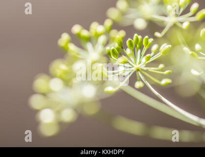 Macrophotographie de fleurs d'aneth en utilisant une faible profondeur de champ Banque D'Images