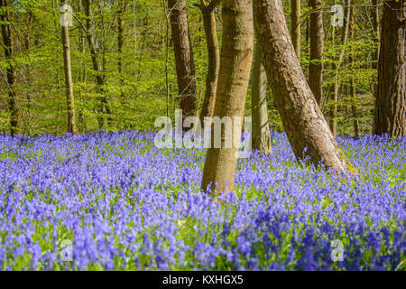 Transformer nos jacinthes des bois au printemps. Le tapis d'un bleu intense sous l'ouverture du couvert forestier est l'un de nos plus grands fabricants de lunettes. Banque D'Images