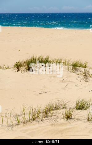 L'herbe pousse dans les dunes de sable, plage, Cuttagee, New South Wales, Australie Banque D'Images