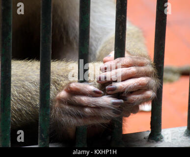 Cette photo a été prise au zoo. C'est mains de monkey Banque D'Images