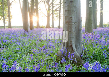 Bluebells au lever du soleil à Badbury touffe, Faringdon, Oxfordshire, Royaume-Uni Banque D'Images