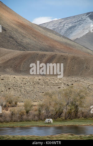 Paysage de Mongolie pâturage yak à côté de river montagnes de neige Neige hiver nuageux Mongolie Banque D'Images