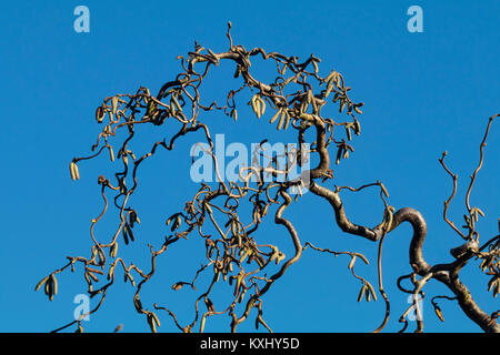 Branches tordues et chatons d'hiver de l'arbuste à feuilles caduques corkscrew hazel, Corylus avellana 'Contorta' Banque D'Images